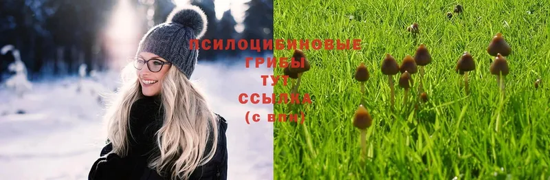 дарнет шоп  Чусовой  Псилоцибиновые грибы Psilocybe 